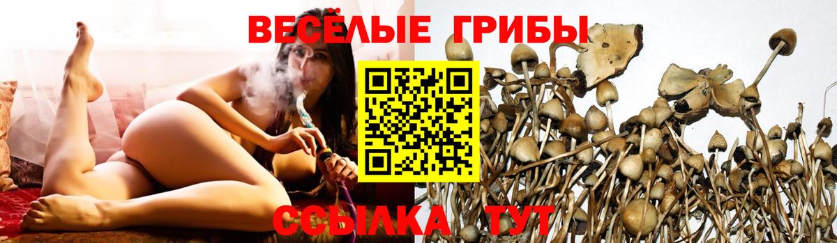 Тихвин  Псилоцибиновые грибы Psilocybine cubensis  Вход с VPN 
